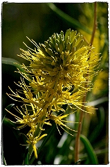 Yellow Wildflower